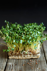 Close-up of Daikon microgreens with seeds and roots on the Jute Microgreens Grow Mats. Sprouting Microgreens on the Hemp Biodegradable Mats. Seed Germination at home. Sprouted winter Radish