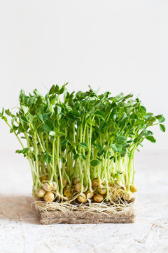 Close-up Of Peas Microgreens With Seeds And Roots. Sprouting Microgreens. Seed Germination At Home. Vegan And Healthy Eating Concept. Sprouted Peas Seeds, Micro Greens. Growing Sprouts.