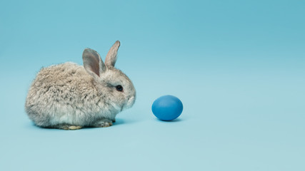 Egg hunt is coming. Adorable Easter bunny near by painted eggs isolated on blue studio background, flyer for your ad. Greeting card with copyspace. Concept of holidays, spring, celebrating.