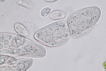 Paramecium caudatum is a genus of unicellular ciliated protozoan and Bacterium under the microscope.