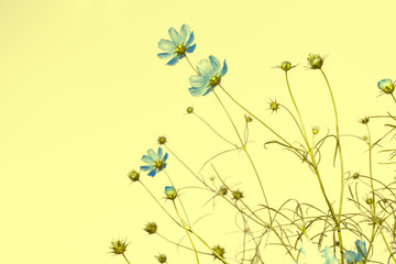 Colorful cosmos flowers on a background of summer landscape.