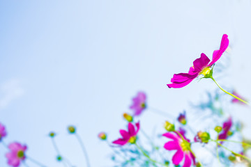 Fototapeta na wymiar Colorful cosmos flowers on a background of summer landscape.