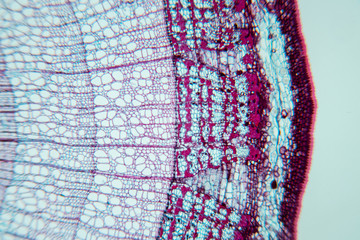  Close up Plant Stem under the microscope for classroom education.