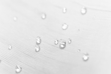 Water drops pattern on feather texture with selective focus, macro. Concept of tenderness and softness, close-up. Beauty horizontal wallpaper or backdrop