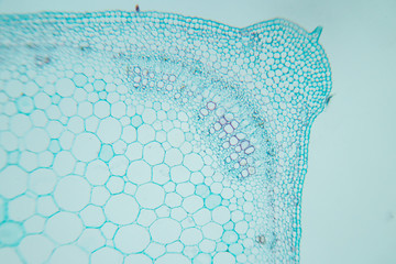  Close up Plant Stem under the microscope for classroom education.