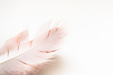 Feather of swan on hand on white background with copy space. Concept of tenderness, lightness and delicacy