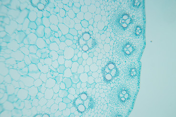  Close up Plant Stem under the microscope for classroom education.