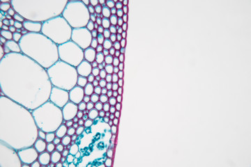  Close up Plant Stem under the microscope for classroom education.