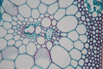  Close up Plant Stem under the microscope for classroom education.