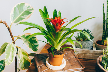 Houseplants. Bromelia Guzmania, ficus and succulent. Exotic potted houseplants in stylish interior. 