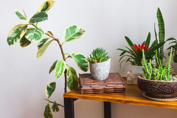 Stylish wooden desk with houseplants, white walls on background. Potted houseplants in interior.