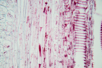  Close up Plant Stem under the microscope for classroom education.