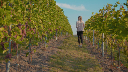 Attractive woman walks the vineyards with glass of red wine smile feel happy organic connecting with nature agriculture sunny travel countryside field grape green rural view tasting slow motion