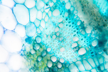  Close up Plant Stem under the microscope for classroom education.