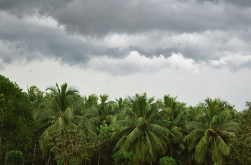 Obraz premium a beautiful cloudy day with a forest