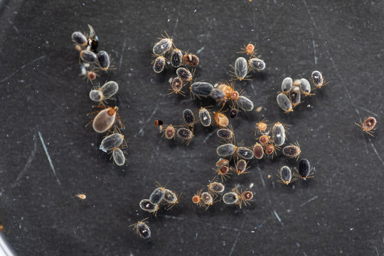 Close up Dog ticks and Flea under microscope for study in laboratory.