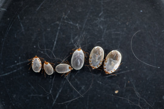 Close up Dog ticks and Flea under microscope for study in laboratory.