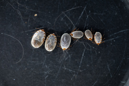 Close up Dog ticks and Flea under microscope for study in laboratory.