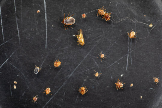 Close up Dog ticks and Flea under microscope for study in laboratory.