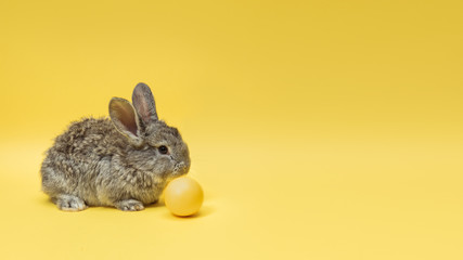 Egg hunt is coming. Adorable Easter bunny near by painted eggs isolated on yellow studio background, flyer for your ad. Greeting card with copyspace. Concept of holidays, spring, celebrating.