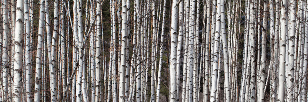Many Birches as Background