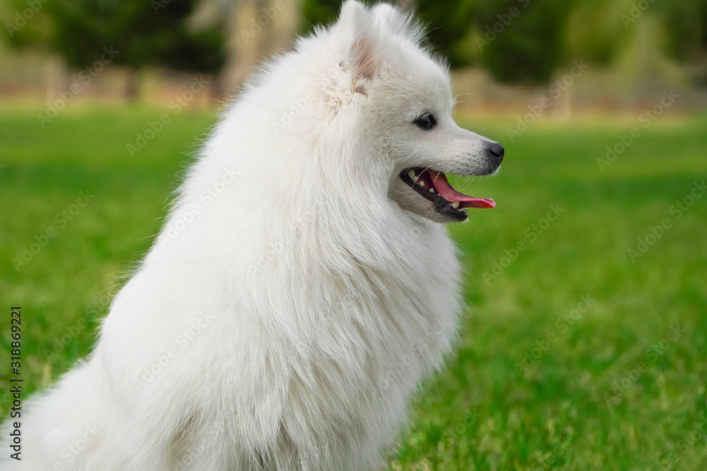 Wall mural beautiful fluffy white dog with long fur sitting on green grass. purebred japanese spitz in the park