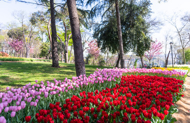 Colorful flower beds during the annual April tulip festival in Istanbul in Emirgan Park, Turkey