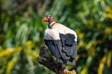 King vulture, Sarcoramphus papa, large bird found in Central and South America. Flying bird, forest in the background. Wildlife scene from tropic nature. Red head bird. Condor with open wing, Panama