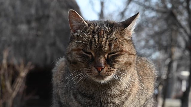 Brown silver cat on a village fence