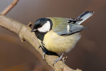 Great tit parus major sitting on branch of bush. Cute common colorful park songbird. Bird in wildlife.