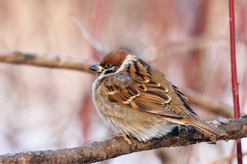 Eurasian tree sparrow sitting on branch. Cute common park brown songbird in wildlife.