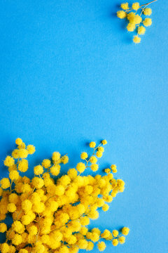 Fototapeta mimosa branch on a bright blue background with copy space, spring poster