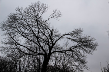 A tree branches on the grey sky. A Mainly gloomy cloudy day. Looking up to grey sky through tree branches. Beautiful black branches in front of grey sky. Naked trees against gray sky.