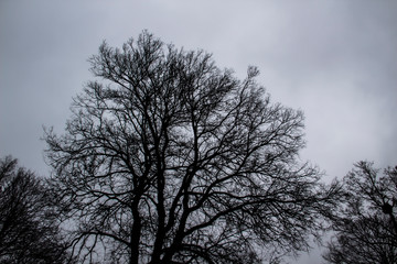 A tree branches on the grey sky. A Mainly gloomy cloudy day. Looking up to grey sky through tree branches. Beautiful black branches in front of grey sky. Naked trees against gray sky.