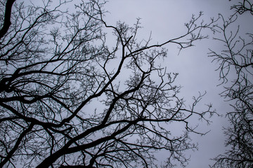 A tree branches on the grey sky. A Mainly gloomy cloudy day. Looking up to grey sky through tree branches. Beautiful black branches in front of grey sky. Naked trees against gray sky.