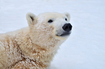 polar bear on white background