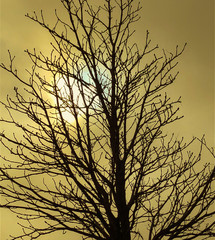 Obraz premium Bare tree in winter
