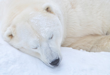 Obraz na płótnie Canvas Polar bear sleeping in the snow