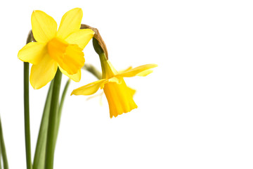 Fototapeta na wymiar Daffodils flowers close up in spring, isolated on white background with copy space