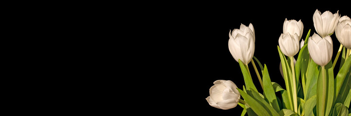Bunch of white tulips isolated on black panoramic background with copy space