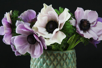 Anemoni bianchi e rosa in vaso su sfondo nero, primo piano