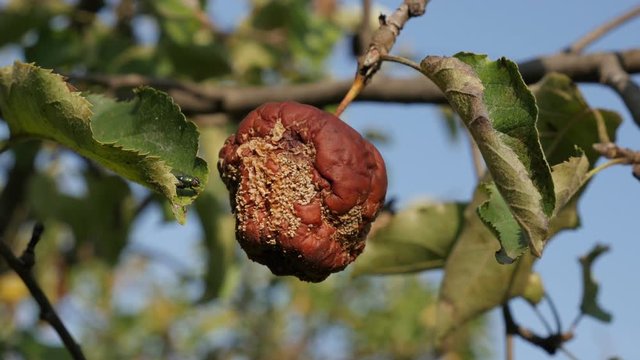 Slow pan on inedible apple fruit on tree 4K video