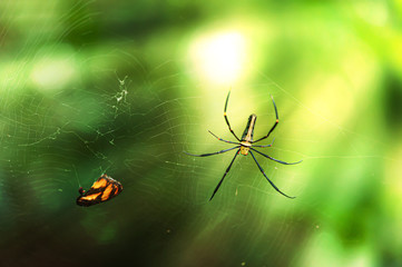 Monarch butterfly caught in spider web.