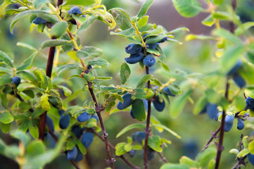 A bush of blue honeysuckle growing in a garden. Woodbine berries grown in the village eco farm concept.
