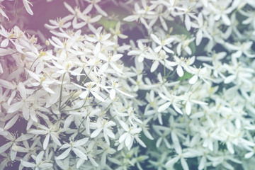 Floral backdrop in tender pastel color, flowering clematis in soft and sweet style. White flowers beautiful background for freshness , tenderness, nature, season.