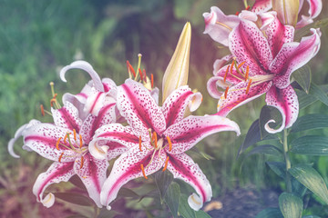 Vivid color lilies in soft and sweet style. Lily flowers colorful floral backdrop and beautiful background for freshness , tenderness, nature, season.