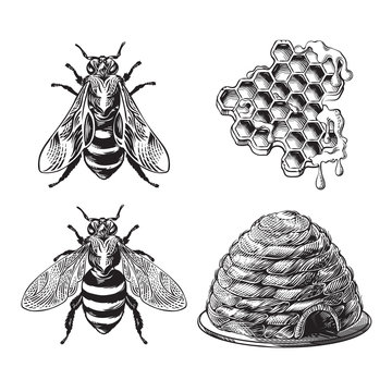 Set of bee, wasp, honeycombs and hive vintage monochrome drawing, engraving graphic, apiary hand drawn collection of insects design element, retro styled tattoo, black and white vector illustration