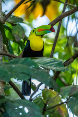 Ramphastos sulfuratus, Keel-billed toucan The bird is perched on the branch in nice wildlife natural environment of Costa Rica © vaclav
