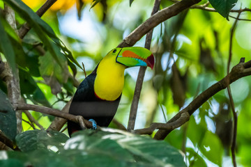 Ramphastos sulfuratus, Keel-billed toucan The bird is perched on the branch in nice wildlife natural environment of Costa Rica