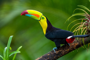 Ramphastos sulfuratus, Keel-billed toucan The bird is perched on the branch in nice wildlife...